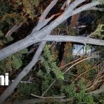 Caída de árbol provoca daños materiales en negocio de Managua Foto: Árbol cae sobre negocio en Managua y causa daños/TN8