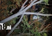 Caída de árbol provoca daños materiales en negocio de Managua Foto: Árbol cae sobre negocio en Managua y causa daños/TN8