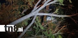 Foto: Árbol cae sobre negocio en Managua y causa daños/TN8