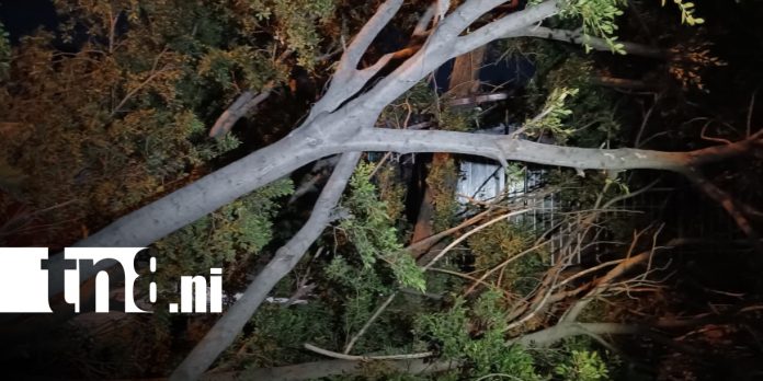 Foto: Árbol cae sobre negocio en Managua y causa daños/TN8 Foto: Árbol cae sobre negocio en Managua y causa daños/TN8