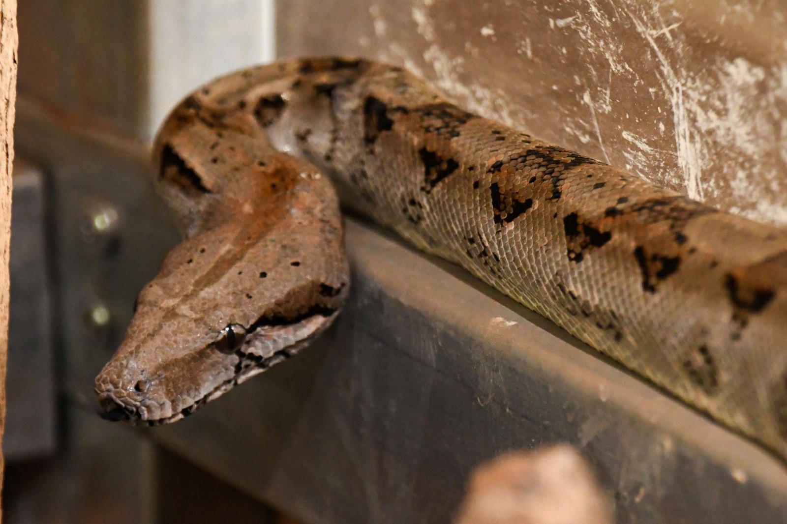 Foto: Zoocriaderos impulsan exportaciones de fauna en Nicaragua/Cortesía