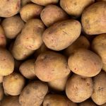 Foto: Producción de papa impulsa la seguridad alimentaria en Nicaragua/Cortesía