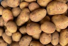 Foto: Producción de papa impulsa la seguridad alimentaria en Nicaragua/Cortesía