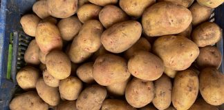 Foto: Producción de papa impulsa la seguridad alimentaria en Nicaragua/Cortesía