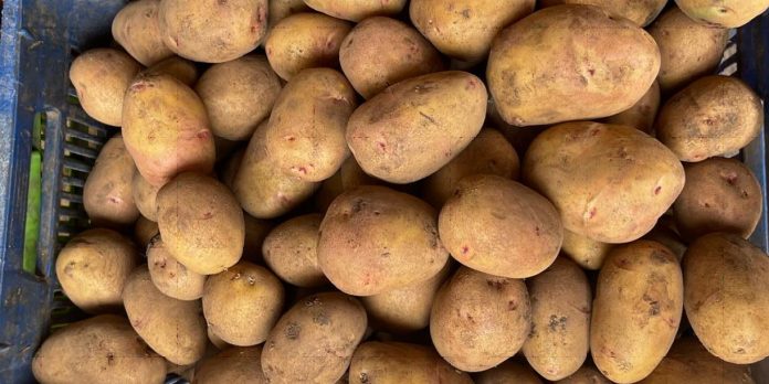 Foto: Producción de papa impulsa la seguridad alimentaria en Nicaragua/Cortesía