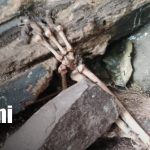 Foto: hallazgo de osamentas en comunidad de El Cuá/TN8