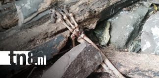 Foto: hallazgo de osamentas en comunidad de El Cuá/TN8