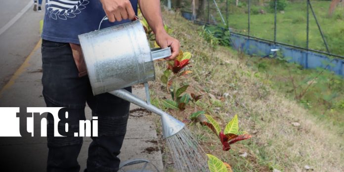 1 Foto: Juventud técnica impulsa jornada ambiental en Siuna/ TN8