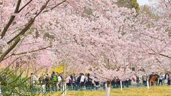 Foto: Festival Qingming aumenta cantidad de viajes de tren en China