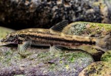 Descubren nueva especie de pez en China tras resolver misterio científico de 100 años Foto: Nuevo tipo de pez descubierto en China