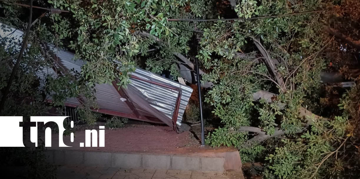 Foto: Árbol cae sobre negocio en Managua y causa daños/TN8
