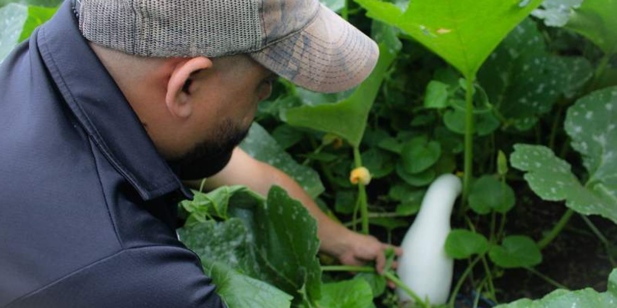 Foto: Producción de pipián impulsa economía en Nicaragua / Cortesía