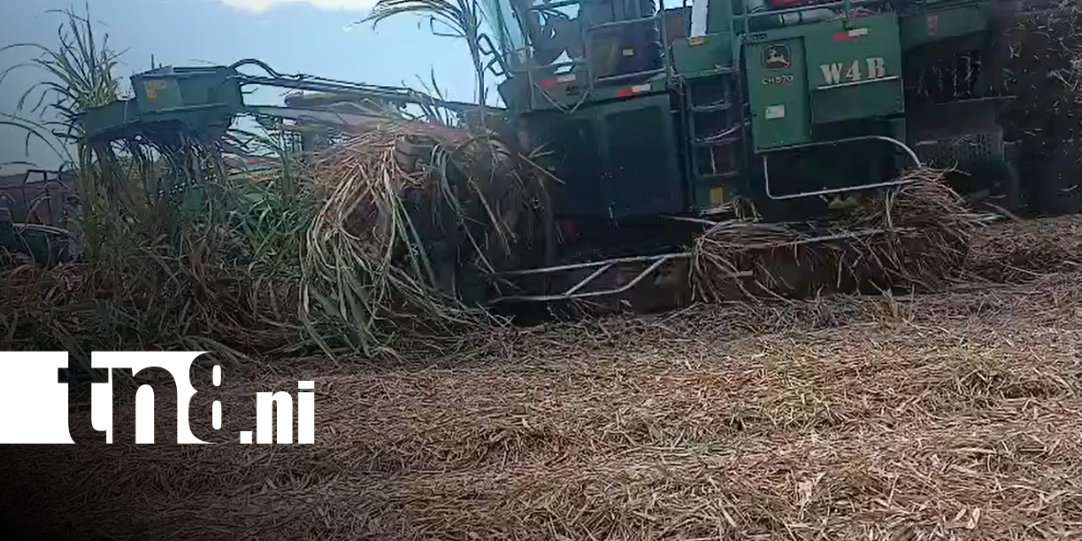 Cocodrilo muere aplastado en cañaveral de Chinandega