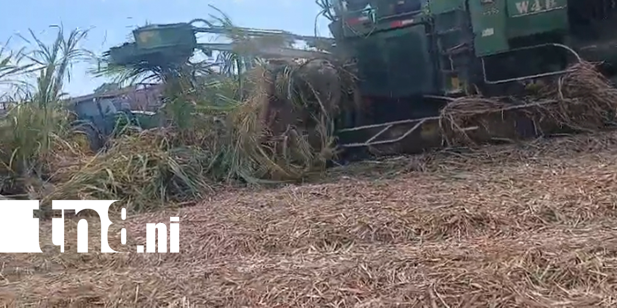 Foto: Así ocurrió la muerte del cocodrilo en Chichigalpa /TN8