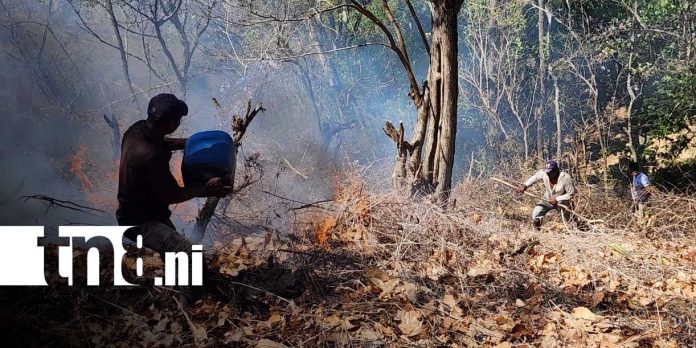 Foto: Incendio forestal arrasa zona productiva en Somoto/TN8