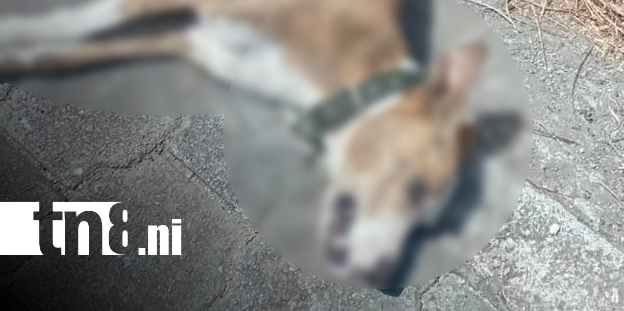 Foto: Motociclista resulta lesionado tras impactar contra un perro en Ometepe/TN8