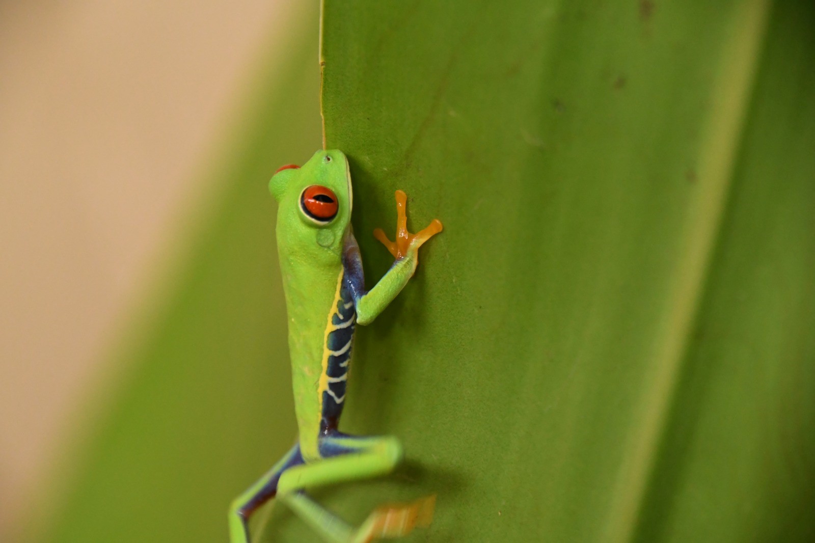 Foto: Zoocriaderos impulsan exportaciones de fauna en Nicaragua/Cortesía