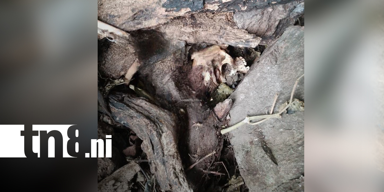 Foto: hallazgo de osamentas en comunidad de El Cuá/TN8