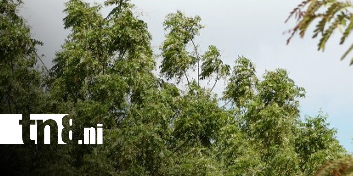 Foto: Lluvias continuarán esta semana en Nicaragua/TN8