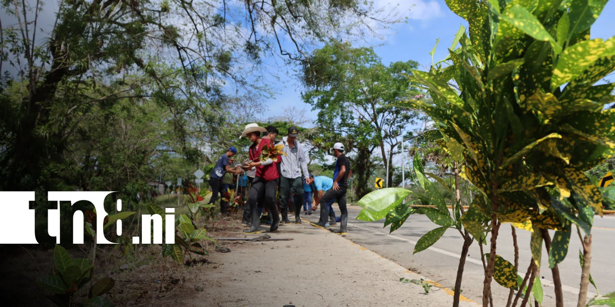 Foto: Juventud técnica impulsa jornada ambiental en Siuna/ TN8