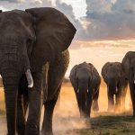 Cazador estadounidense muere aplastado por un grupo de elefantes en África Foto: Cazador muere pisoteado por elefantes en África /Cortesía