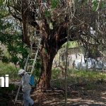 Foto: Muere madre tras ataque de abejas en Chontales/ TN8