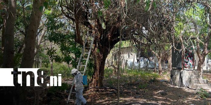 2 Foto: Muere madre tras ataque de abejas en Chontales/ TN8