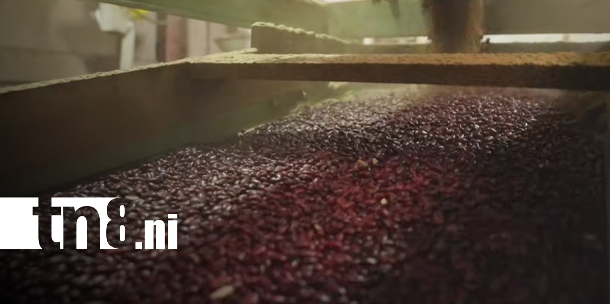 Foto: Soberanía alimentaria en Nicaragua: ¡Claves del crecimiento del sector agropecuario!/TN8