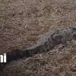 Cocodrilo muere aplastado en cañaveral de Chinandega