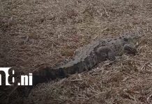 Cocodrilo muere aplastado presuntamente en un cañaveral de Chinandega Cocodrilo muere aplastado en cañaveral de Chinandega
