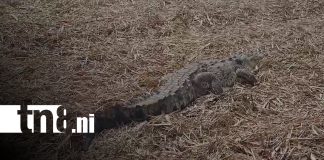 Cocodrilo muere aplastado en cañaveral de Chinandega