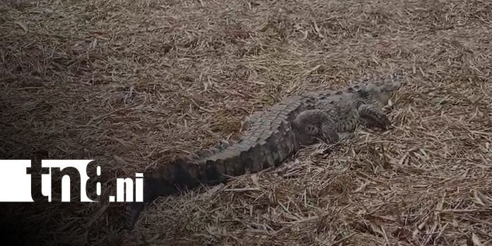 Cocodrilo muere aplastado en cañaveral de Chinandega Cocodrilo muere aplastado en cañaveral de Chinandega