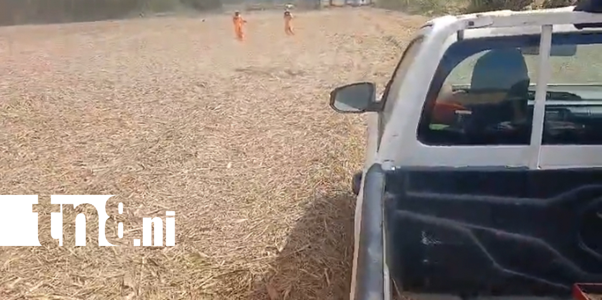 Foto: Justicia por el cocodrilo: tres capturados tras cruel atropello en Chinandega /TN8