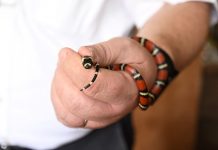 Foto: Zoocriaderos impulsan exportaciones de fauna en Nicaragua/Cortesía
