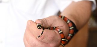 Foto: Zoocriaderos impulsan exportaciones de fauna en Nicaragua/Cortesía