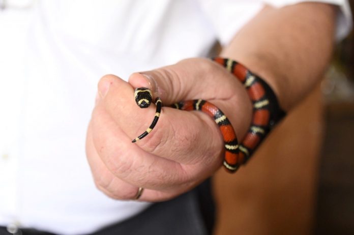 Foto: Zoocriaderos impulsan exportaciones de fauna en Nicaragua/Cortesía