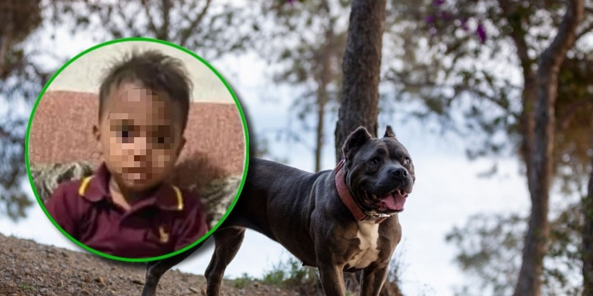 Foto: Pitbull mata a niño en Honduras/Cortesía