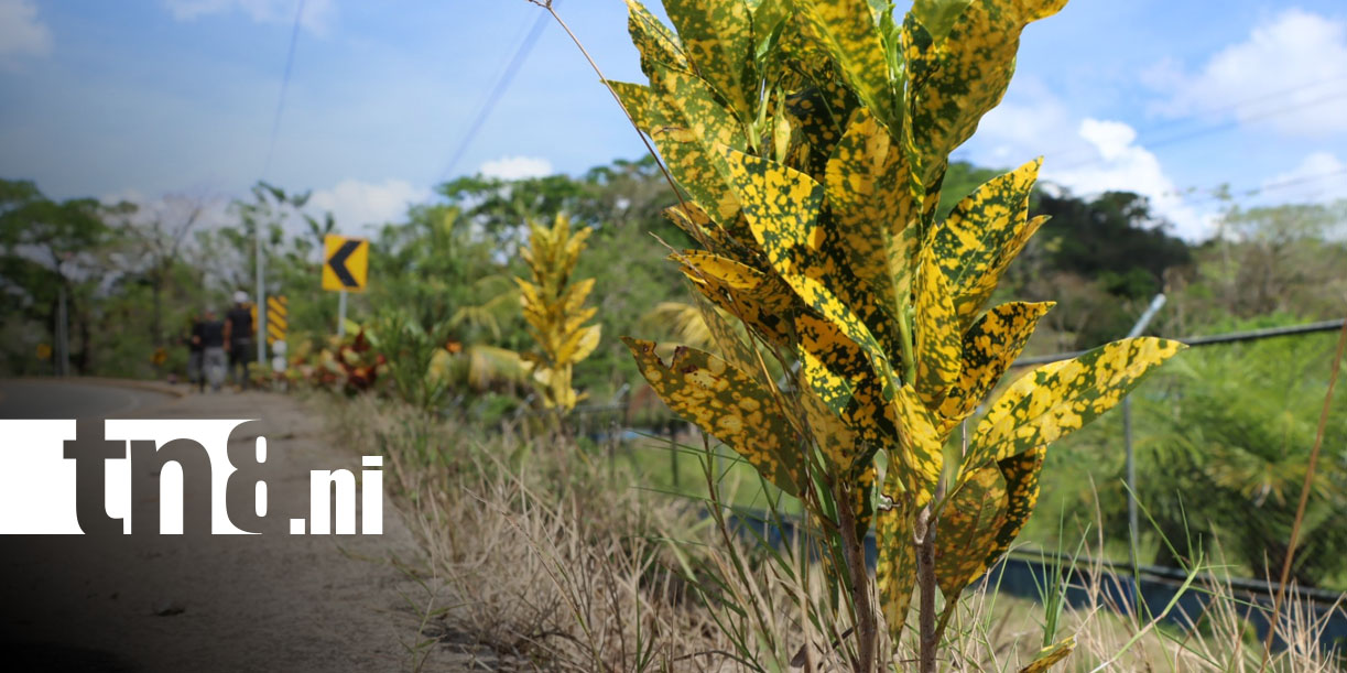 Foto: Juventud técnica impulsa jornada ambiental en Siuna/ TN8