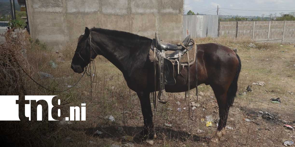 Foto: Bocinazo provoca caída de jinete en Estelí/ TN8