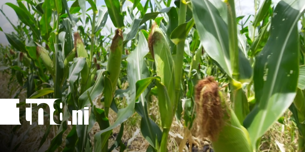 Foto: Soberanía alimentaria en Nicaragua: ¡Claves del crecimiento del sector agropecuario!/TN8