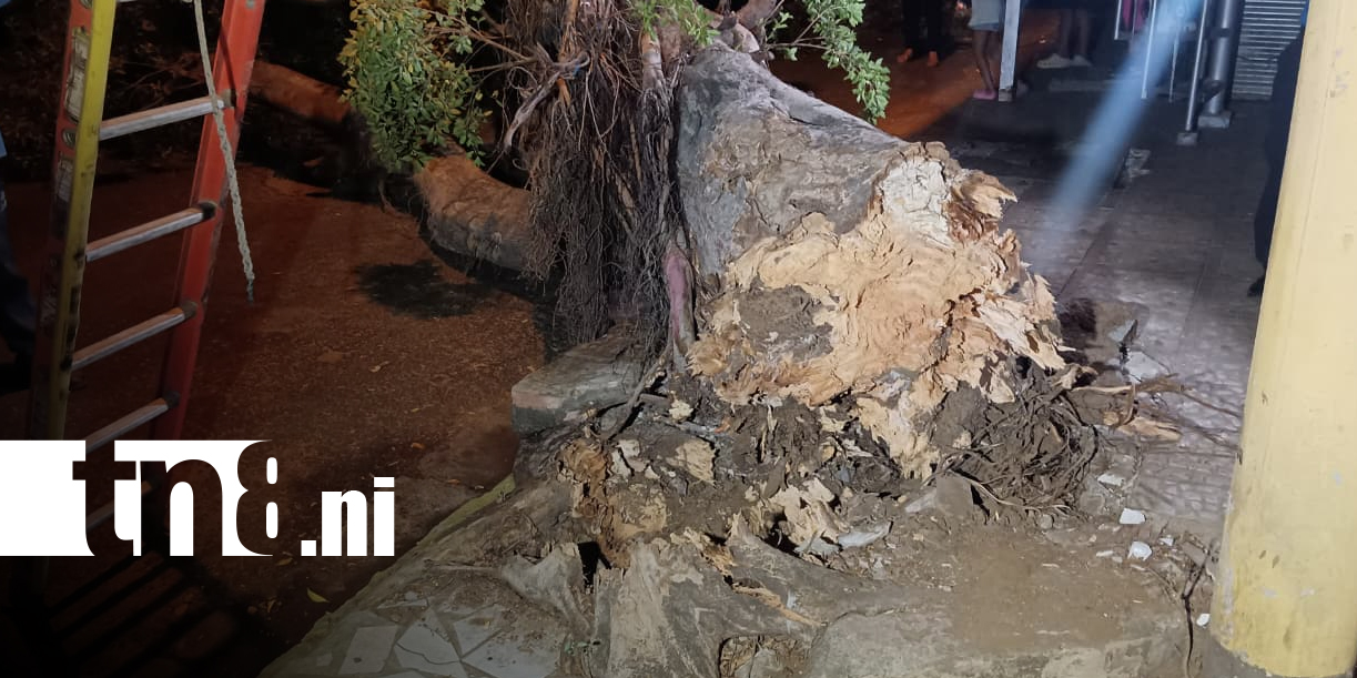 Foto: Árbol cae sobre negocio en Managua y causa daños/TN8
