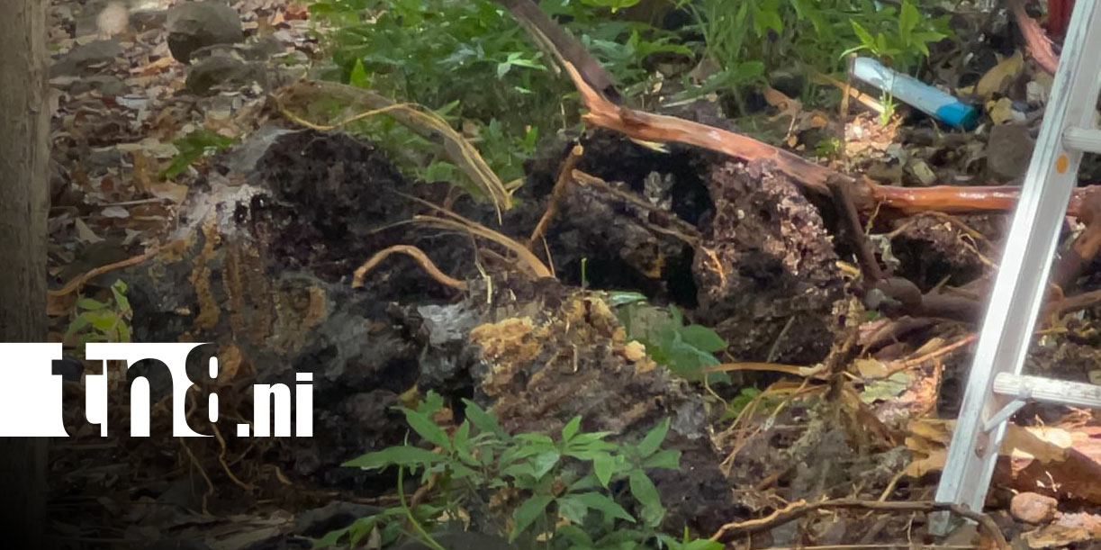 Foto: Ataque de abejas en Chontales/ TN8