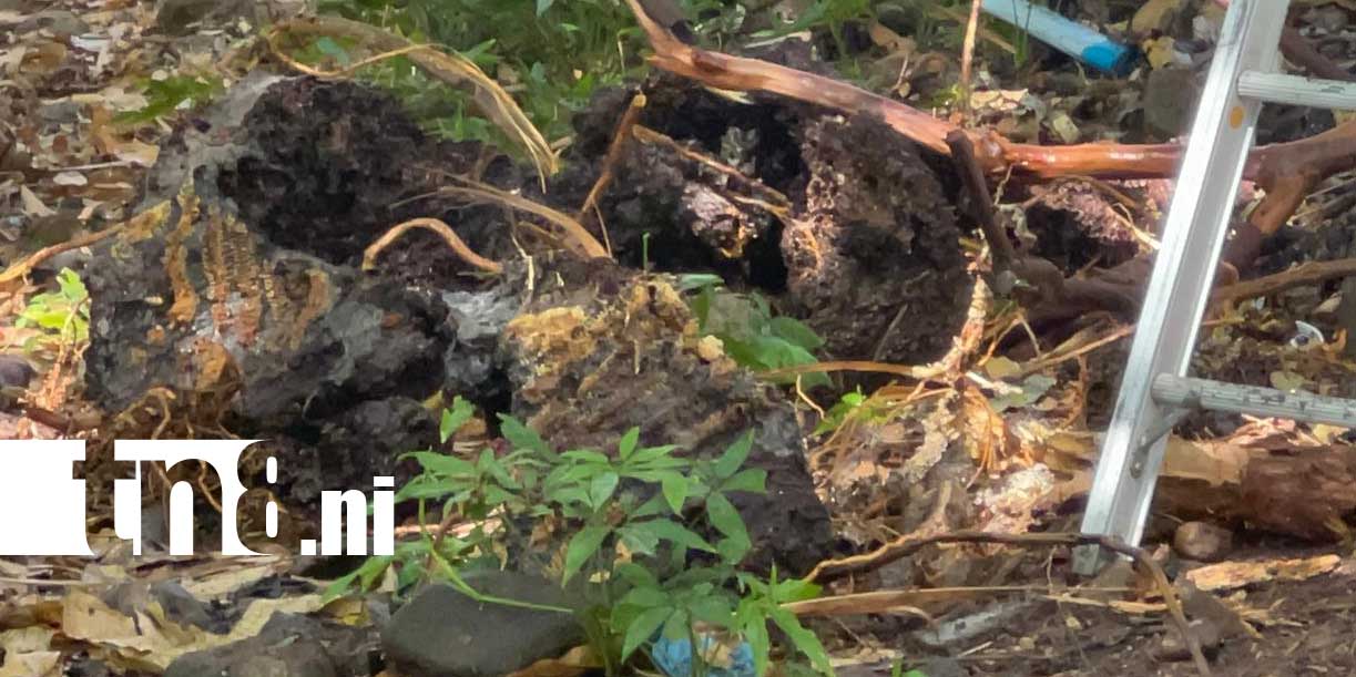 Foto: Muere madre tras ataque de abejas en Chontales/ TN8