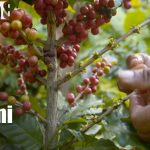 Foto: Soberanía alimentaria en Nicaragua: ¡Claves del crecimiento del sector agropecuario!/TN8
