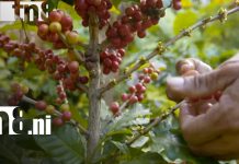 Foto: Soberanía alimentaria en Nicaragua: ¡Claves del crecimiento del sector agropecuario!/TN8