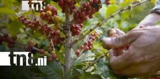 Foto: Soberanía alimentaria en Nicaragua: ¡Claves del crecimiento del sector agropecuario!/TN8
