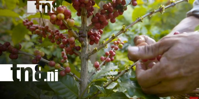 4 Foto: Soberanía alimentaria en Nicaragua: ¡Claves del crecimiento del sector agropecuario!/TN8