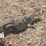 Tres detenidos por atroz muerte de cocodrilo en cañal de Chinandega Foto: Así ocurrió la muerte del cocodrilo en Chichigalpa /TN8