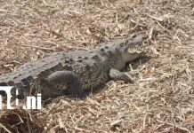 Tres detenidos por atroz muerte de cocodrilo en cañal de Chinandega Foto: Así ocurrió la muerte del cocodrilo en Chichigalpa /TN8