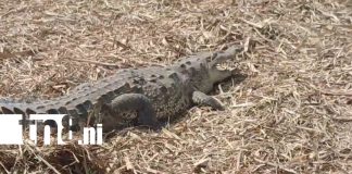 Foto: Así ocurrió la muerte del cocodrilo en Chichigalpa /TN8